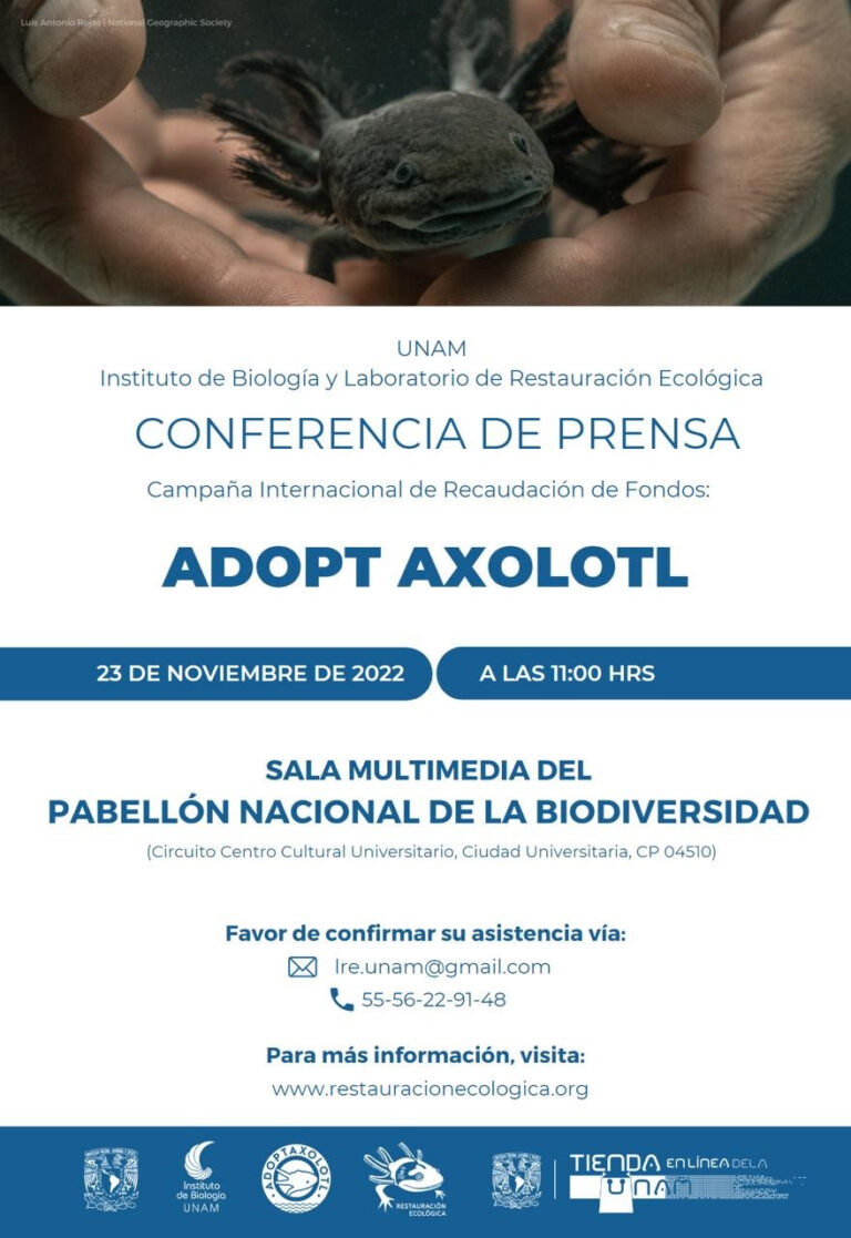 Lee más sobre el artículo Conferencia Adopta un Ajolote mañana miércoles 22 noviembre